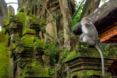 One Day Tour: Eksplorasi Seni dan Kerajinan Ubud