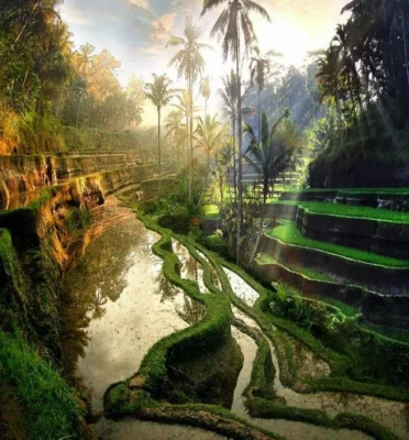 One Day Tour: Petualangan Rafting Ayung & Pemandangan Tegalalang